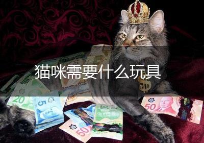 猫咪需要什么玩具