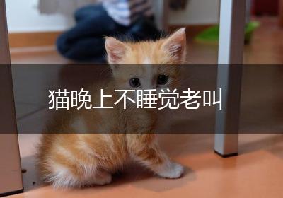 猫晚上不睡觉老叫