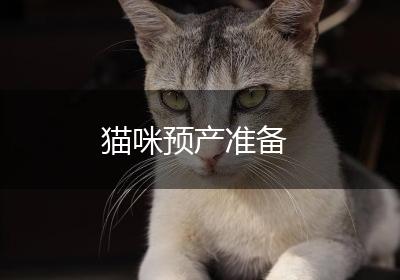 猫咪预产准备