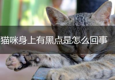猫咪身上有黑点是怎么回事