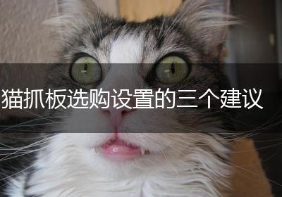 猫抓板选购设置的三个建议
