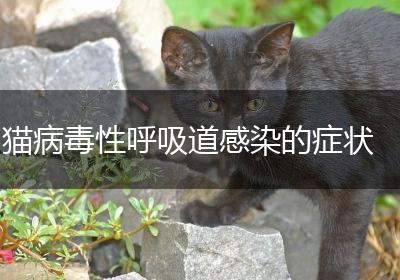 猫病毒性呼吸道感染的症状