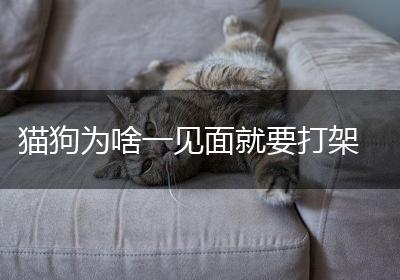 猫狗为啥一见面就要打架