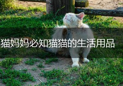 猫妈妈必知猫猫的生活用品