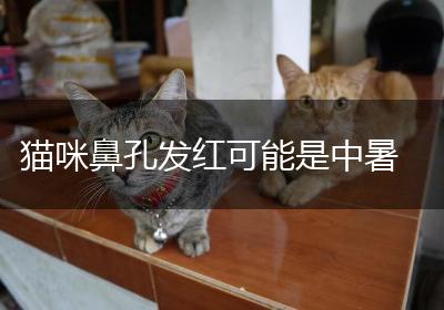 猫咪鼻孔发红可能是中暑