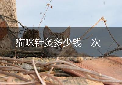 猫咪针灸多少钱一次