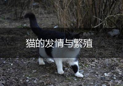 猫的发情与繁殖