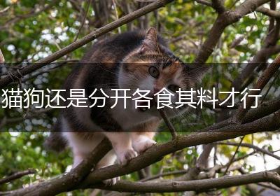 猫狗还是分开各食其料才行