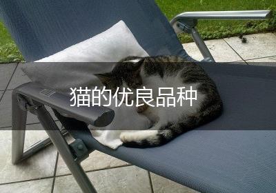 猫的优良品种