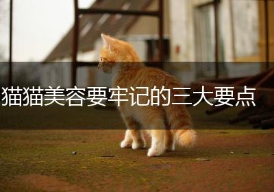 猫猫美容要牢记的三大要点