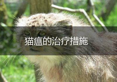 猫瘟的治疗措施