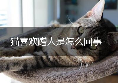 猫喜欢蹭人是怎么回事