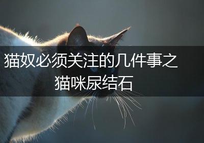 猫奴必须关注的几件事之猫咪尿结石