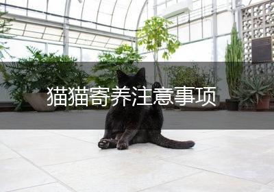 猫猫寄养注意事项