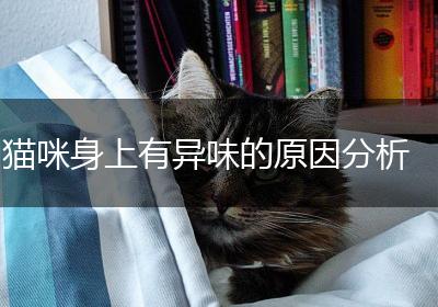 猫咪身上有异味的原因分析