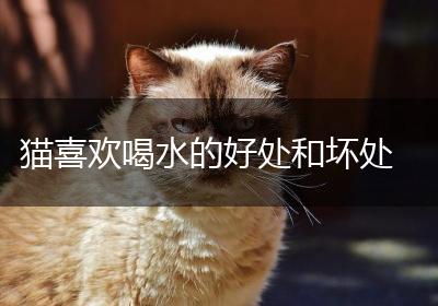猫喜欢喝水的好处和坏处