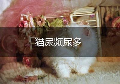 猫尿频尿多