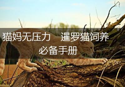 猫妈无压力　暹罗猫饲养必备手册