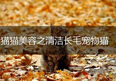 猫猫美容之清洁长毛宠物猫