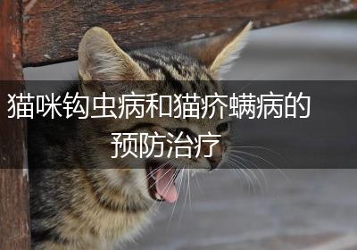 猫咪钩虫病和猫疥螨病的预防治疗
