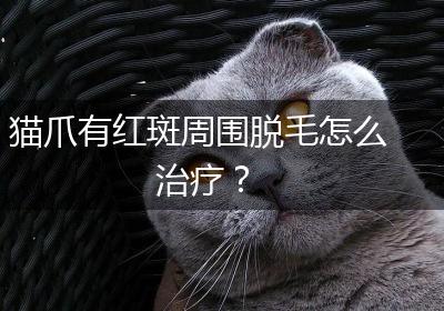 猫爪有红斑周围脱毛怎么治疗？