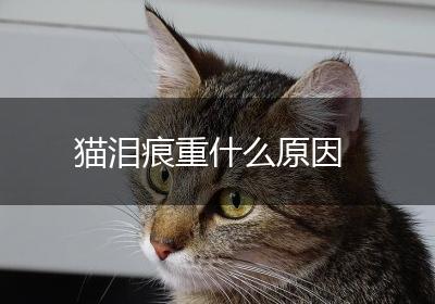 猫泪痕重什么原因