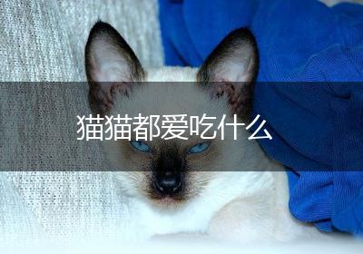 猫猫都爱吃什么