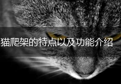 猫爬架的特点以及功能介绍