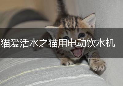 猫爱活水之猫用电动饮水机