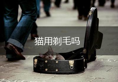 猫用剃毛吗
