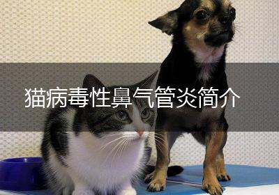 猫病毒性鼻气管炎简介