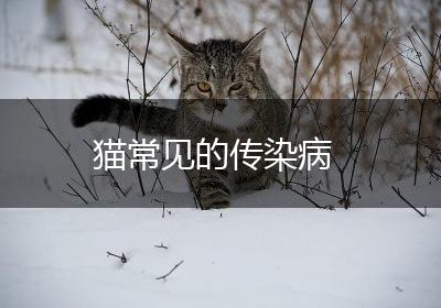 猫常见的传染病