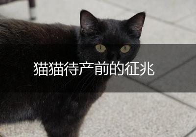 猫猫待产前的征兆