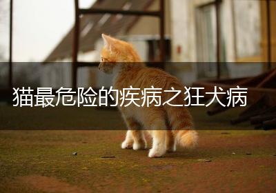 猫最危险的疾病之狂犬病