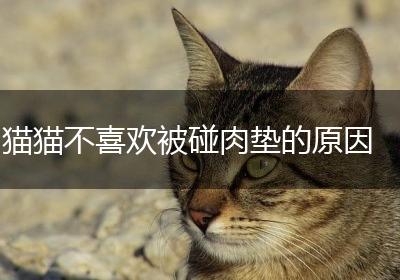 猫猫不喜欢被碰肉垫的原因