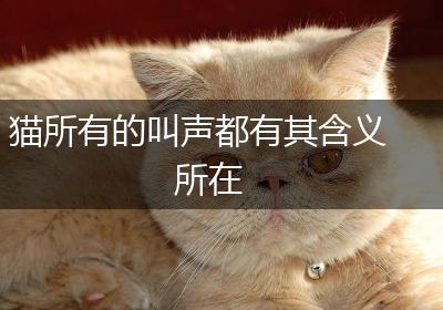 猫所有的叫声都有其含义所在