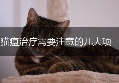 猫瘟治疗需要注意的几大项