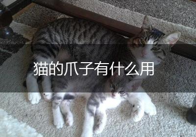猫的爪子有什么用