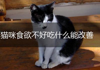 猫咪食欲不好吃什么能改善