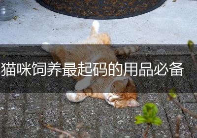 猫咪饲养最起码的用品必备