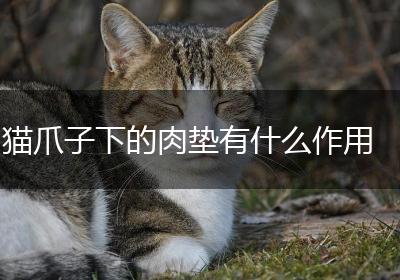 猫爪子下的肉垫有什么作用