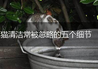 猫清洁常被忽略的五个细节