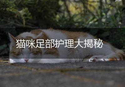 猫咪足部护理大揭秘