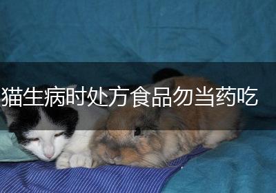 猫生病时处方食品勿当药吃