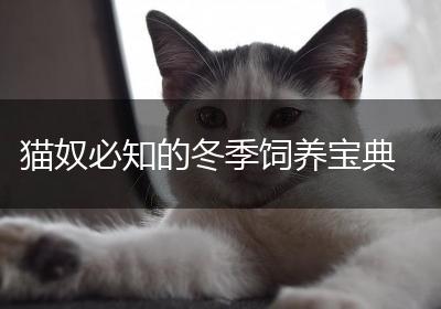 猫奴必知的冬季饲养宝典