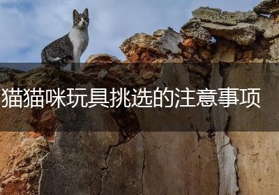 猫猫咪玩具挑选的注意事项