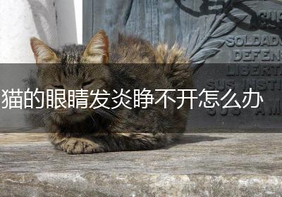 猫的眼睛发炎睁不开怎么办