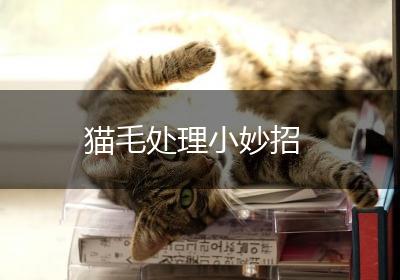 猫毛处理小妙招