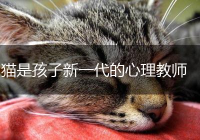 猫是孩子新一代的心理教师