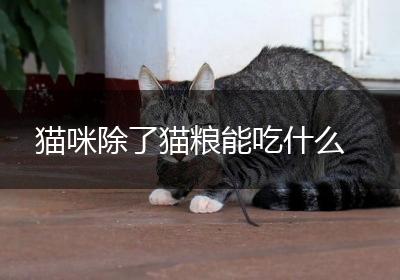猫咪除了猫粮能吃什么